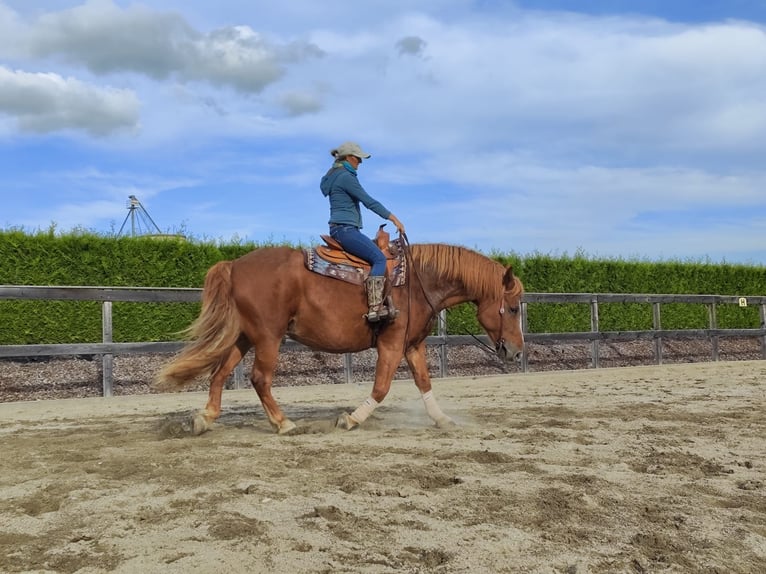 Meer koudbloeden Mix Ruin 14 Jaar 157 cm Vos in Jöß