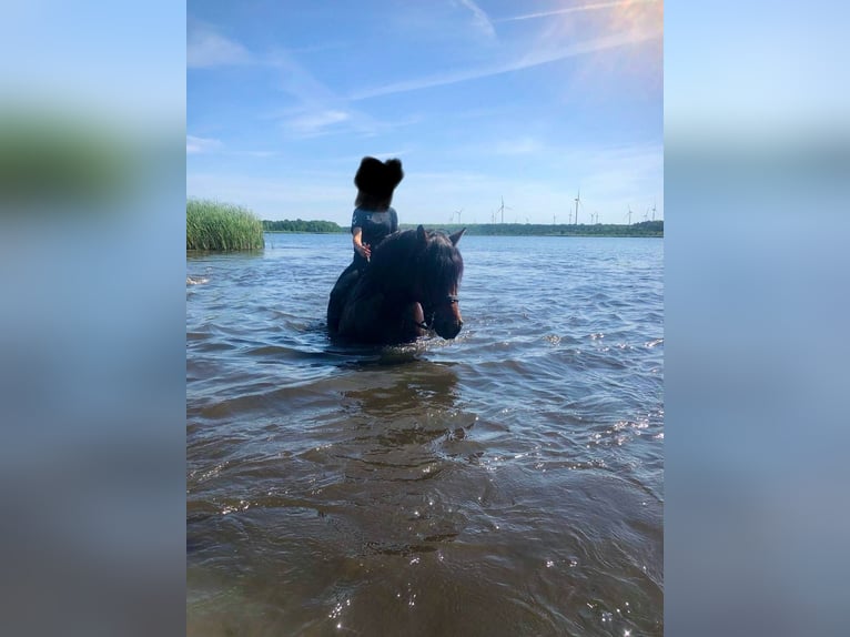 Meer koudbloeden Ruin 15 Jaar 160 cm Bruin in L&#xFC;bbenau