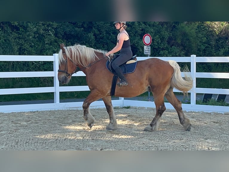 Meer koudbloeden Ruin 15 Jaar 165 cm Vos in Morsbach