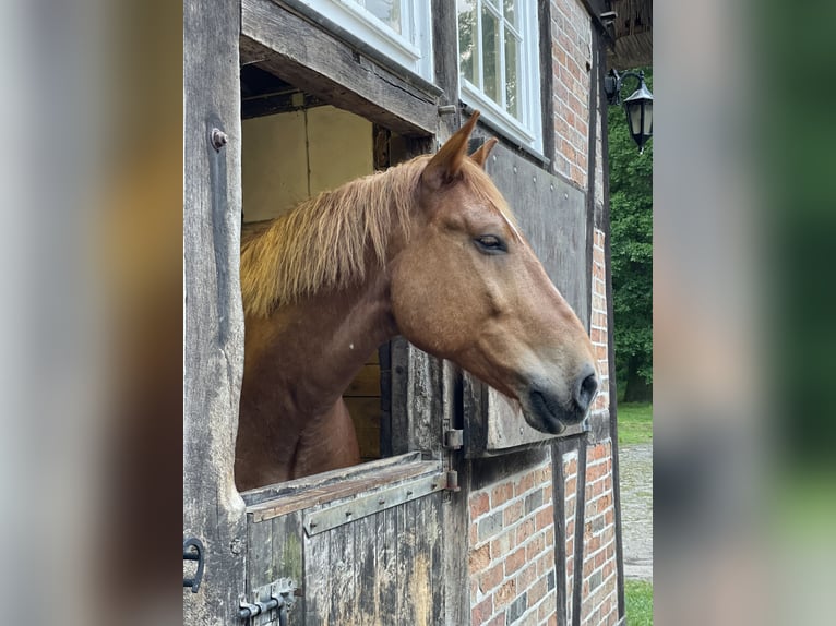 Meer koudbloeden Ruin 16 Jaar 166 cm Vos in Böklund