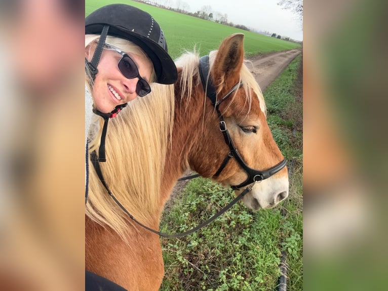 Meer koudbloeden Ruin 16 Jaar 170 cm  in Dormagen