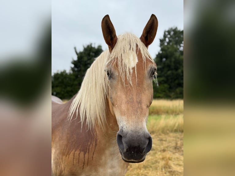 Meer koudbloeden Ruin 16 Jaar 170 cm  in Dormagen