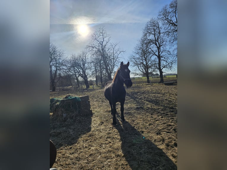 Meer koudbloeden Ruin 19 Jaar 155 cm Zwartbruin in Obermützkow