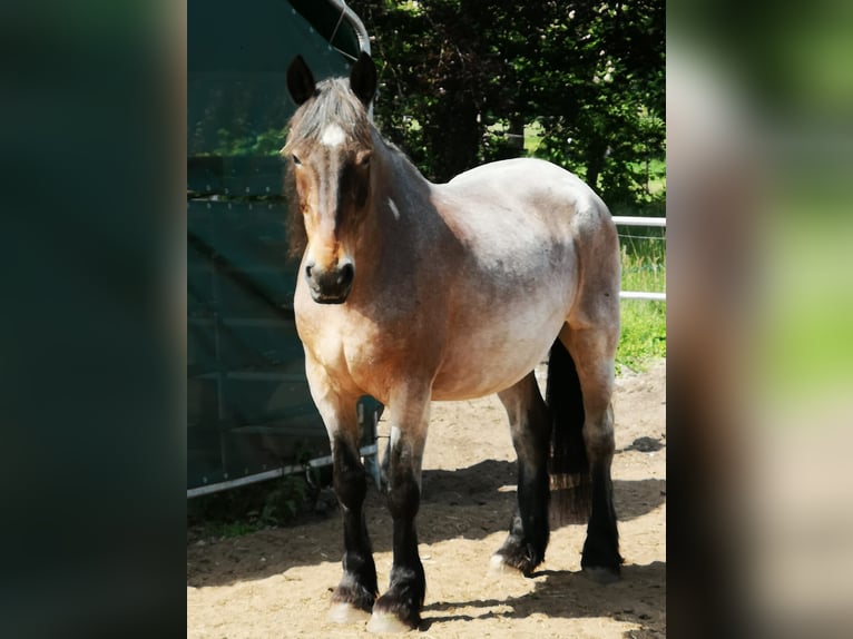 Meer koudbloeden Mix Ruin 24 Jaar 168 cm Bruin in Norderstedt