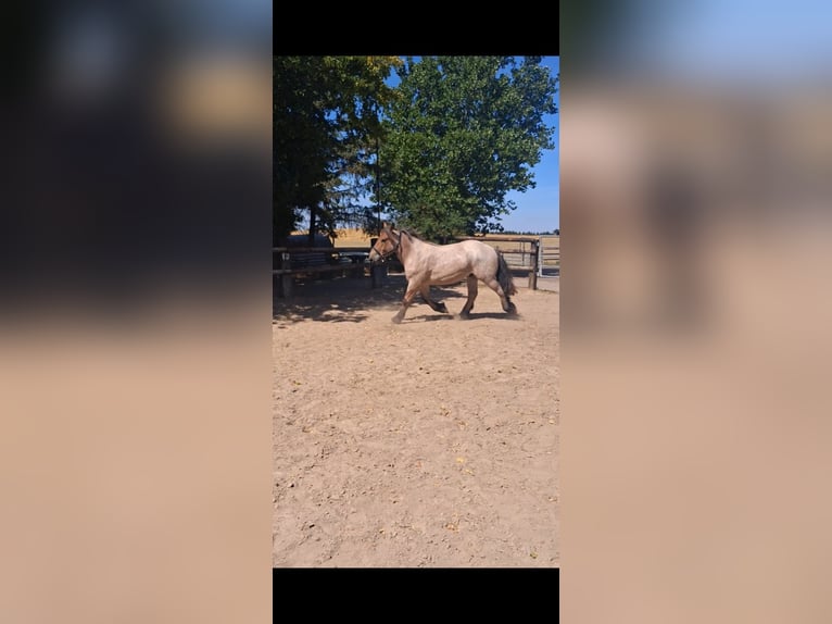 Meer koudbloeden Ruin 2 Jaar 155 cm  in Nettersheim
