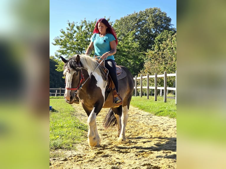 Meer koudbloeden Ruin 3 Jaar 150 cm Gevlekt-paard in Linkenbach