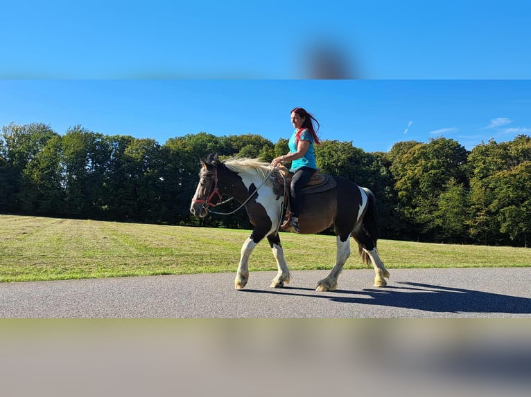 Meer koudbloeden Ruin 3 Jaar 150 cm Gevlekt-paard in Linkenbach
