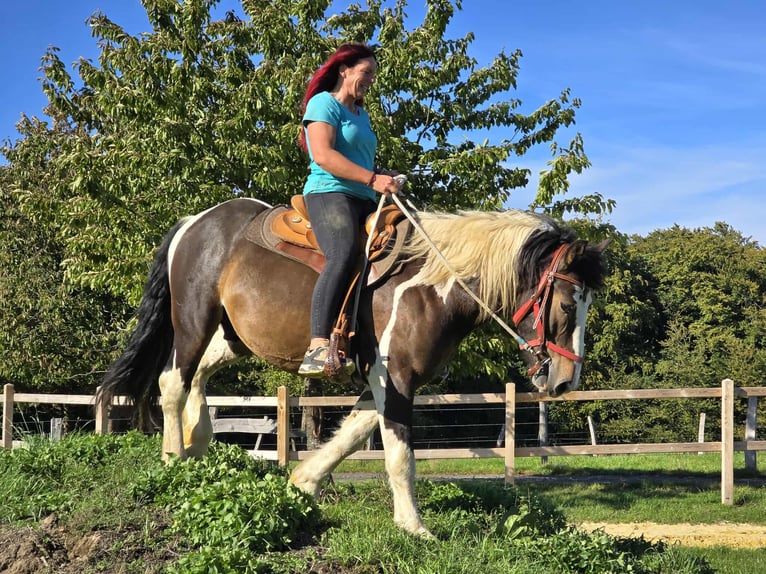 Meer koudbloeden Ruin 3 Jaar 150 cm Gevlekt-paard in Linkenbach