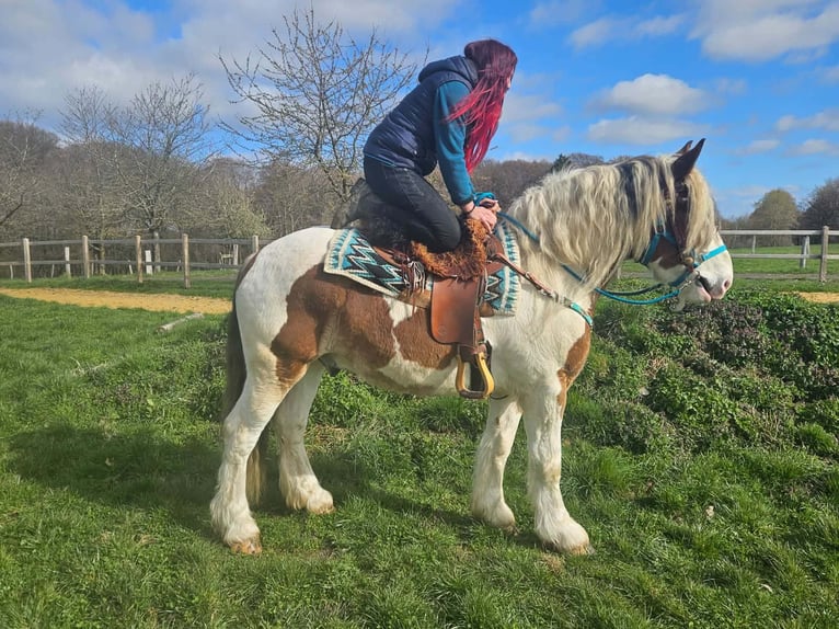 Meer koudbloeden Ruin 3 Jaar 154 cm Gevlekt-paard in Linkenbach