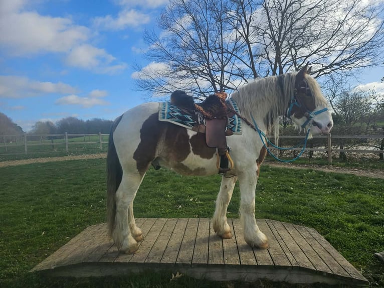 Meer koudbloeden Ruin 3 Jaar 154 cm Gevlekt-paard in Linkenbach