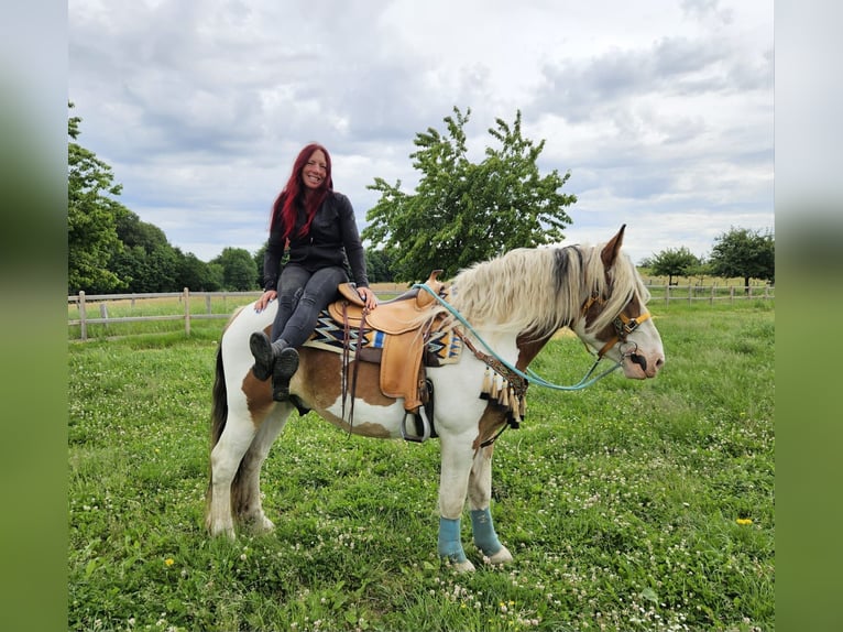 Meer koudbloeden Ruin 3 Jaar 154 cm Gevlekt-paard in Linkenbach