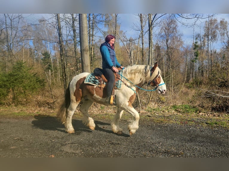 Meer koudbloeden Ruin 3 Jaar 154 cm Gevlekt-paard in Linkenbach