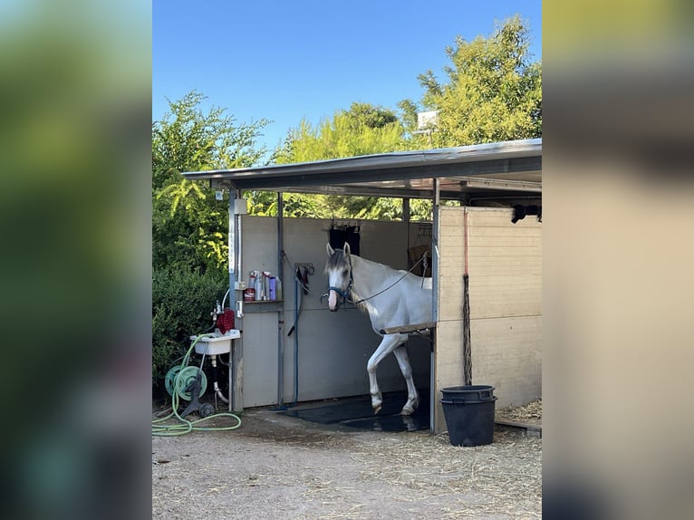 Meer koudbloeden Ruin 3 Jaar 154 cm Schimmel in Collepasso