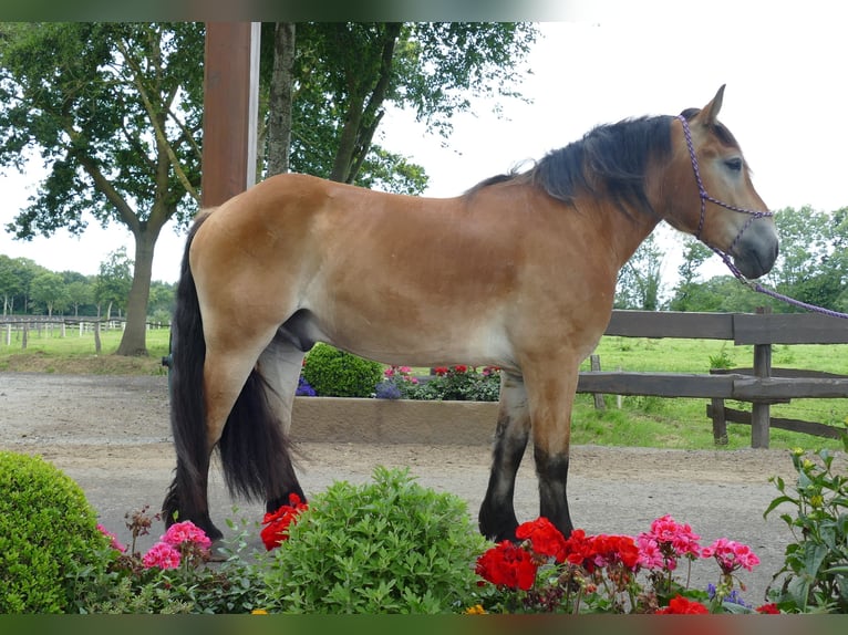 Meer koudbloeden Ruin 3 Jaar 156 cm Bruin in Lathen