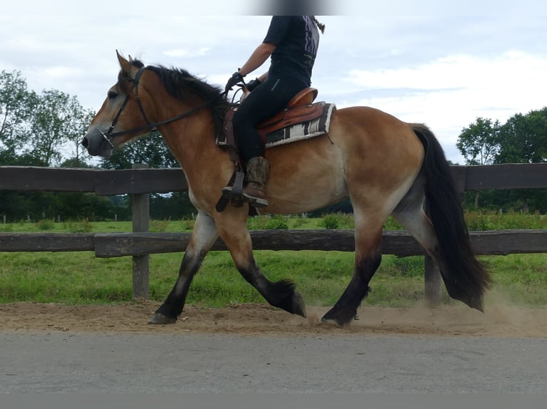 Meer koudbloeden Ruin 3 Jaar 156 cm Bruin in Lathen