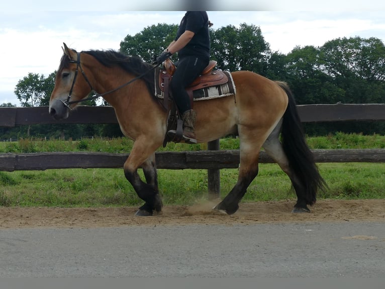 Meer koudbloeden Ruin 3 Jaar 156 cm Bruin in Lathen