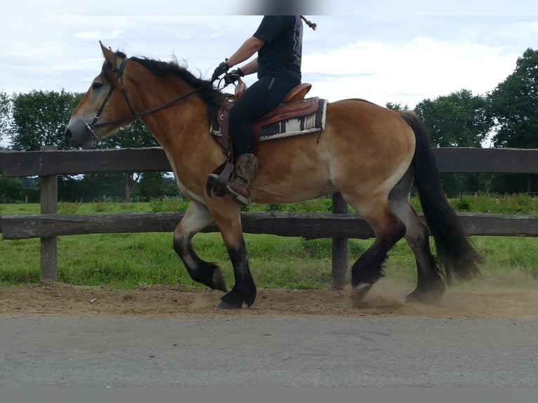 Meer koudbloeden Ruin 3 Jaar 156 cm Bruin in Lathen