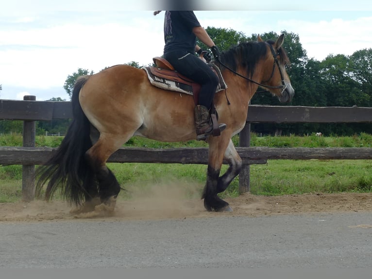 Meer koudbloeden Ruin 3 Jaar 156 cm Bruin in Lathen