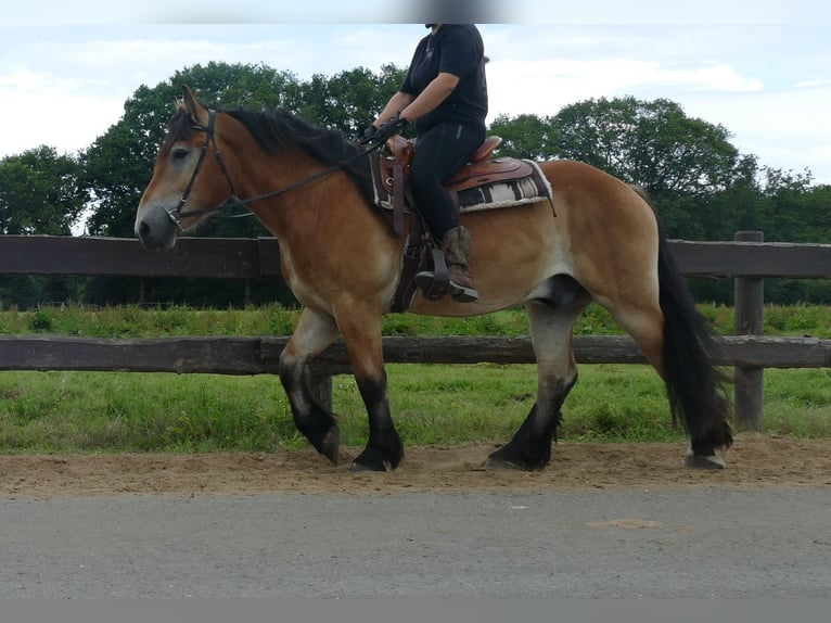 Meer koudbloeden Ruin 3 Jaar 156 cm Bruin in Lathen