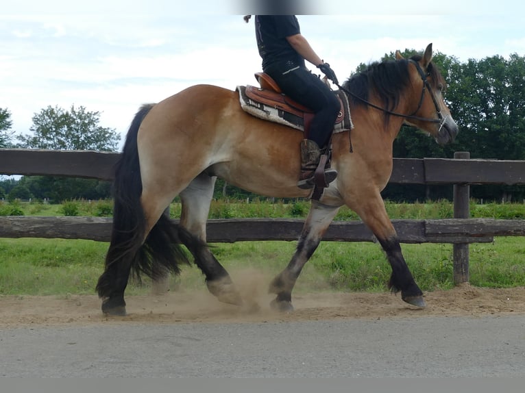 Meer koudbloeden Ruin 3 Jaar 156 cm Bruin in Lathen