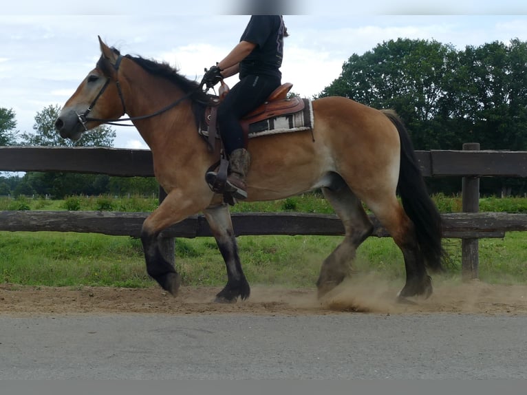 Meer koudbloeden Ruin 3 Jaar 156 cm Bruin in Lathen