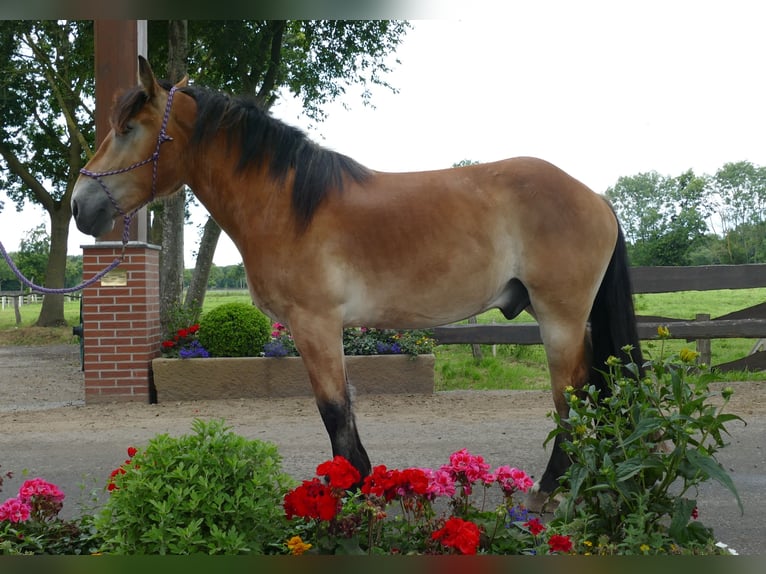 Meer koudbloeden Ruin 3 Jaar 156 cm Bruin in Lathen