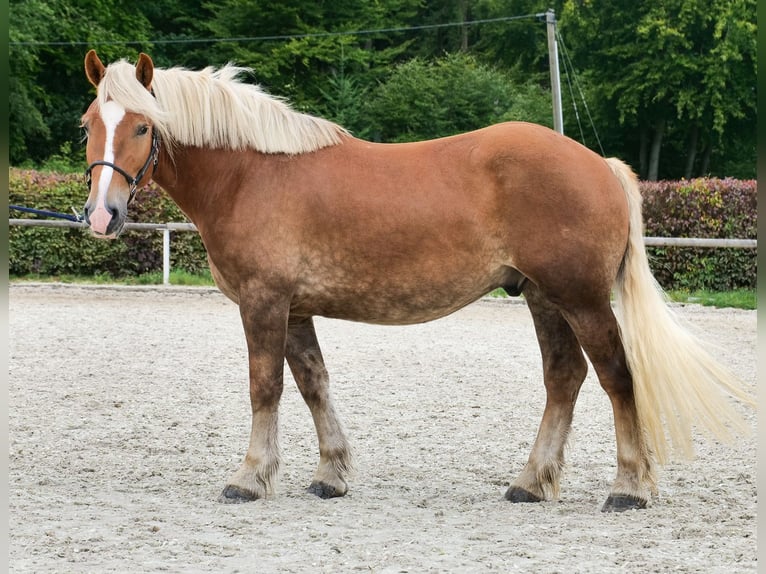 Meer koudbloeden Ruin 3 Jaar 158 cm Vos in Neustadt (Wied)