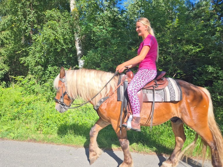 Meer koudbloeden Ruin 4 Jaar 152 cm Donkere-vos in Linkenbach