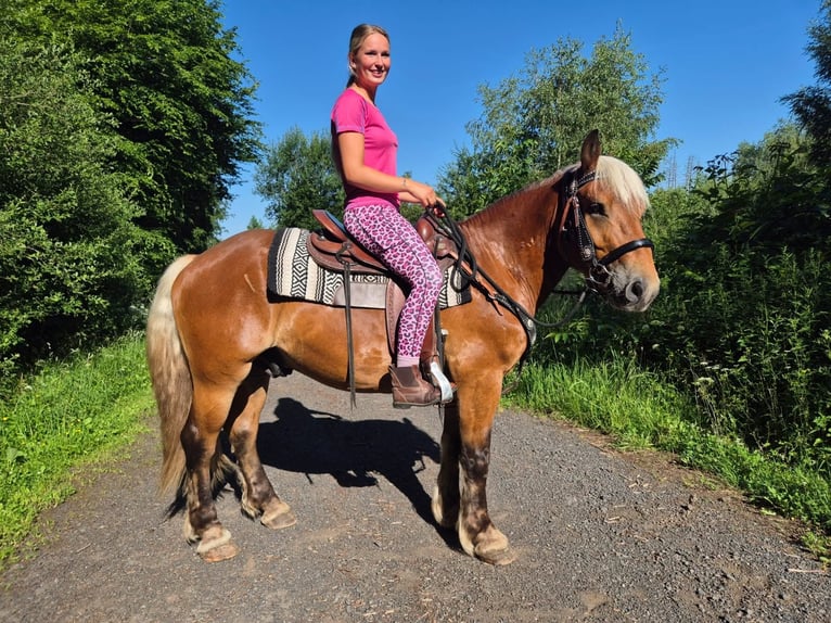 Meer koudbloeden Ruin 4 Jaar 152 cm Donkere-vos in Linkenbach