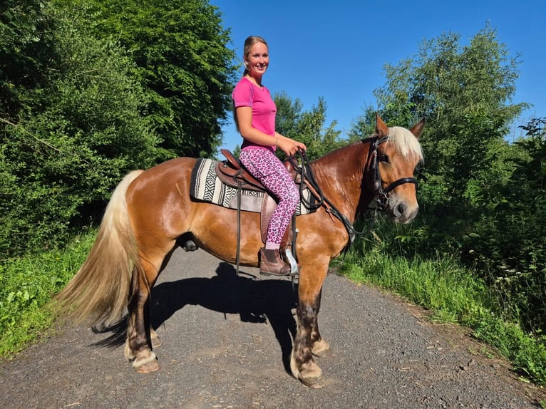 Meer koudbloeden Ruin 4 Jaar 152 cm Donkere-vos in Linkenbach