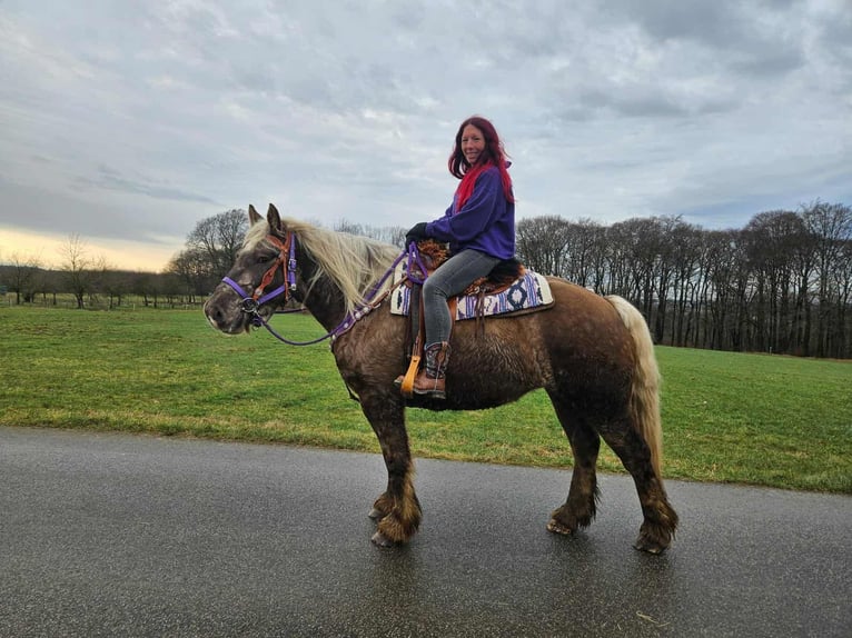Meer koudbloeden Ruin 4 Jaar 156 cm Donkere-vos in Linkenbach