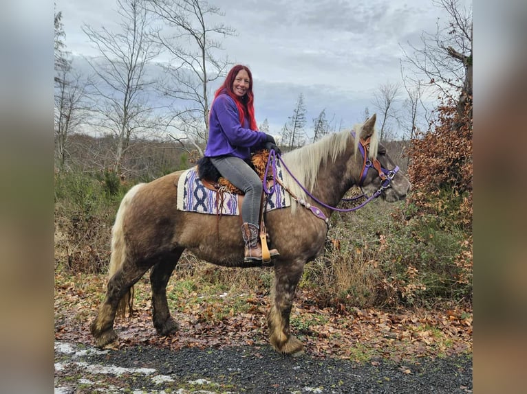 Meer koudbloeden Ruin 4 Jaar 156 cm Donkere-vos in Linkenbach