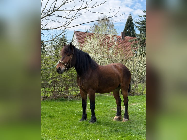 Meer koudbloeden Mix Ruin 4 Jaar 160 cm Bruin in Geußnitz