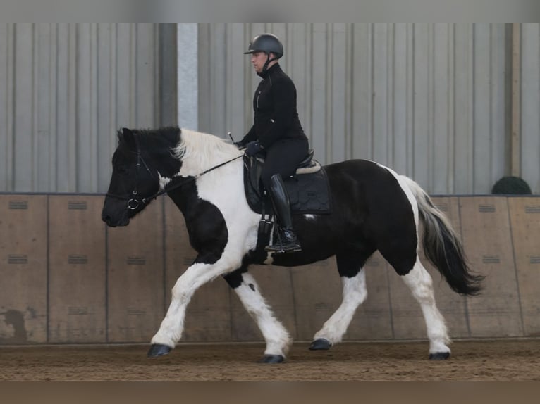 Meer koudbloeden Mix Ruin 4 Jaar 160 cm Gevlekt-paard in Neustadt (Wied)