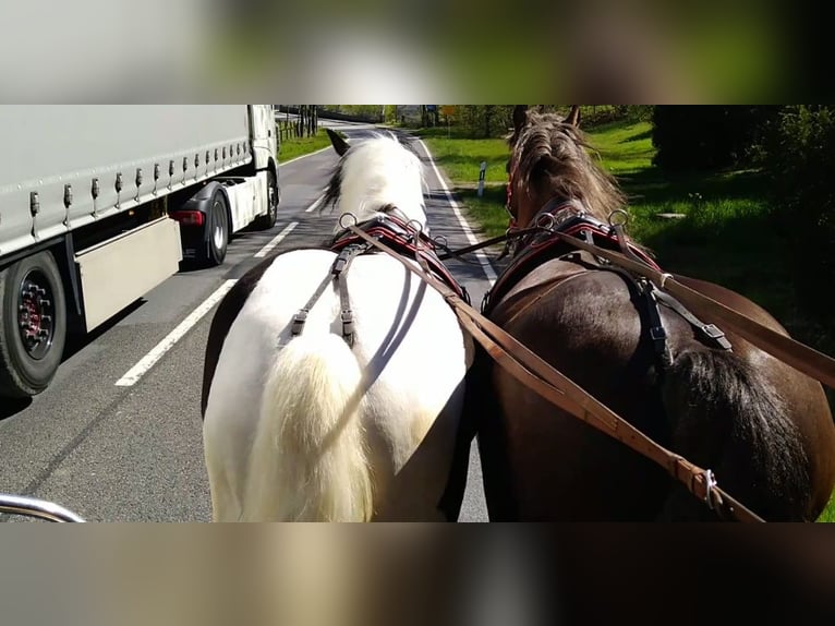 Meer koudbloeden Ruin 4 Jaar 162 cm Gevlekt-paard in Kamenz