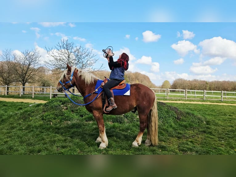 Meer koudbloeden Ruin 4 Jaar 167 cm Donkere-vos in Linkenbach