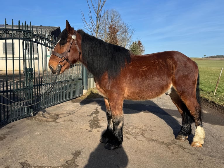 Meer koudbloeden Ruin 5 Jaar 150 cm Donkere-vos in Nettersheim