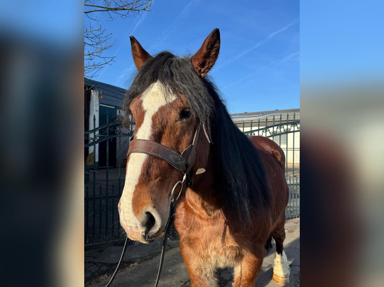 Meer koudbloeden Ruin 5 Jaar 150 cm Donkere-vos in Nettersheim