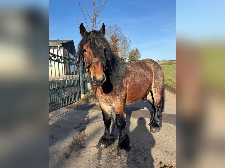 Meer koudbloeden Ruin 5 Jaar 153 cm Bruin in Nettersheim