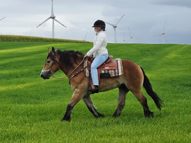 Meer koudbloeden Ruin 5 Jaar 153 cm Bruin in Linkenbach