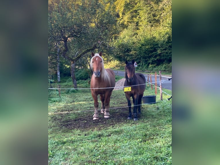 Meer koudbloeden Ruin 5 Jaar 154 cm in Bief