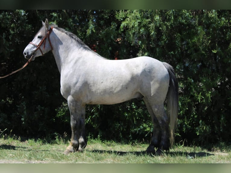 Meer koudbloeden Mix Ruin 5 Jaar 155 cm Appelschimmel in Békés
