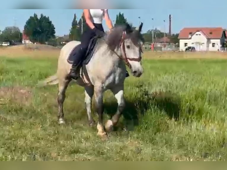Meer koudbloeden Mix Ruin 5 Jaar 155 cm Appelschimmel in Békés