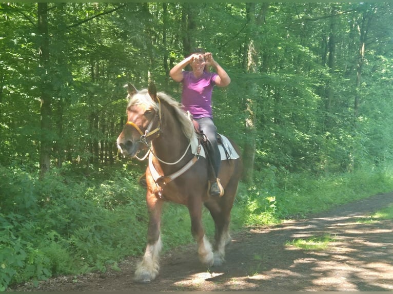 Meer koudbloeden Ruin 5 Jaar 158 cm Donkere-vos in Linkenbach