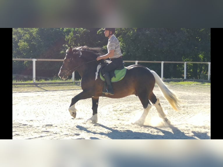 Meer koudbloeden Ruin 5 Jaar 158 cm Gevlekt-paard in KamenzK