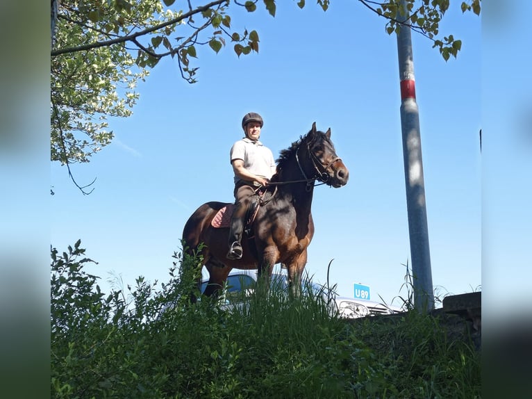 Meer koudbloeden Ruin 5 Jaar 160 cm Bruin in WertheimWertheim