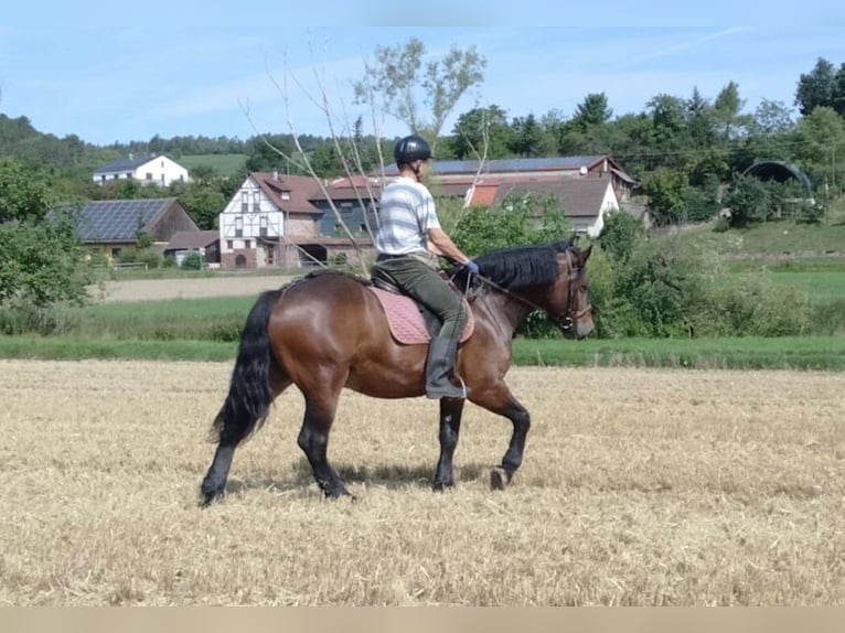 Meer koudbloeden Ruin 5 Jaar 160 cm Bruin in WertheimWertheim