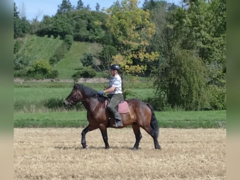 Meer koudbloeden Ruin 5 Jaar 160 cm Bruin in WertheimWertheim