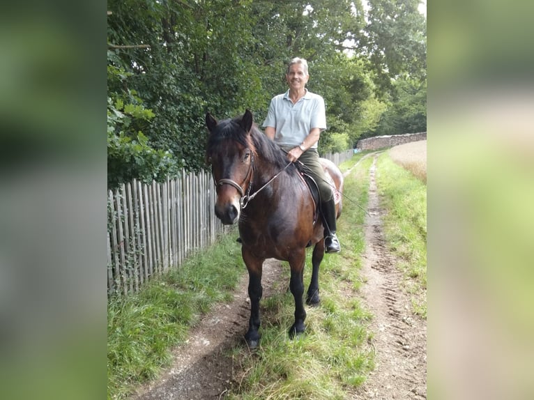 Meer koudbloeden Ruin 5 Jaar 160 cm Bruin in WertheimWertheim