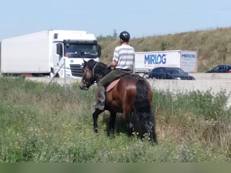 Meer koudbloeden Ruin 5 Jaar 160 cm Bruin in WertheimWertheim